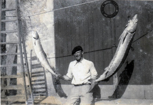 06 saumon et esturgeon 01 coll baritaut coll hilaire