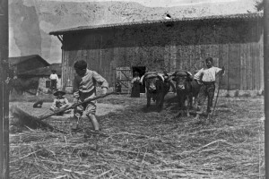 02 battage a la ferme