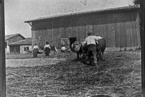 16 attelage des boeufs
