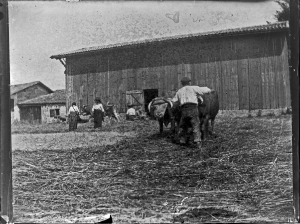 16 attelage des boeufs