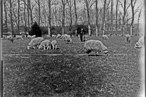 17 berger et son troupeau