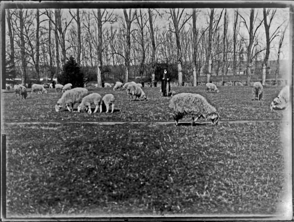 17 berger et son troupeau