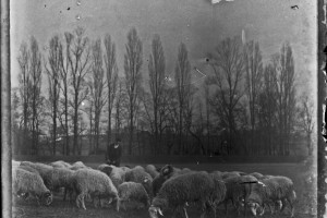 18 berger et son troupeau