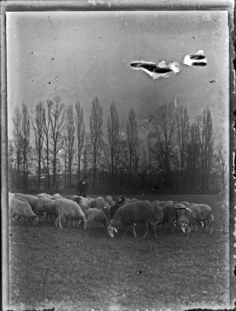 18 berger et son troupeau