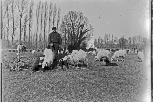 20 berger et son troupeau